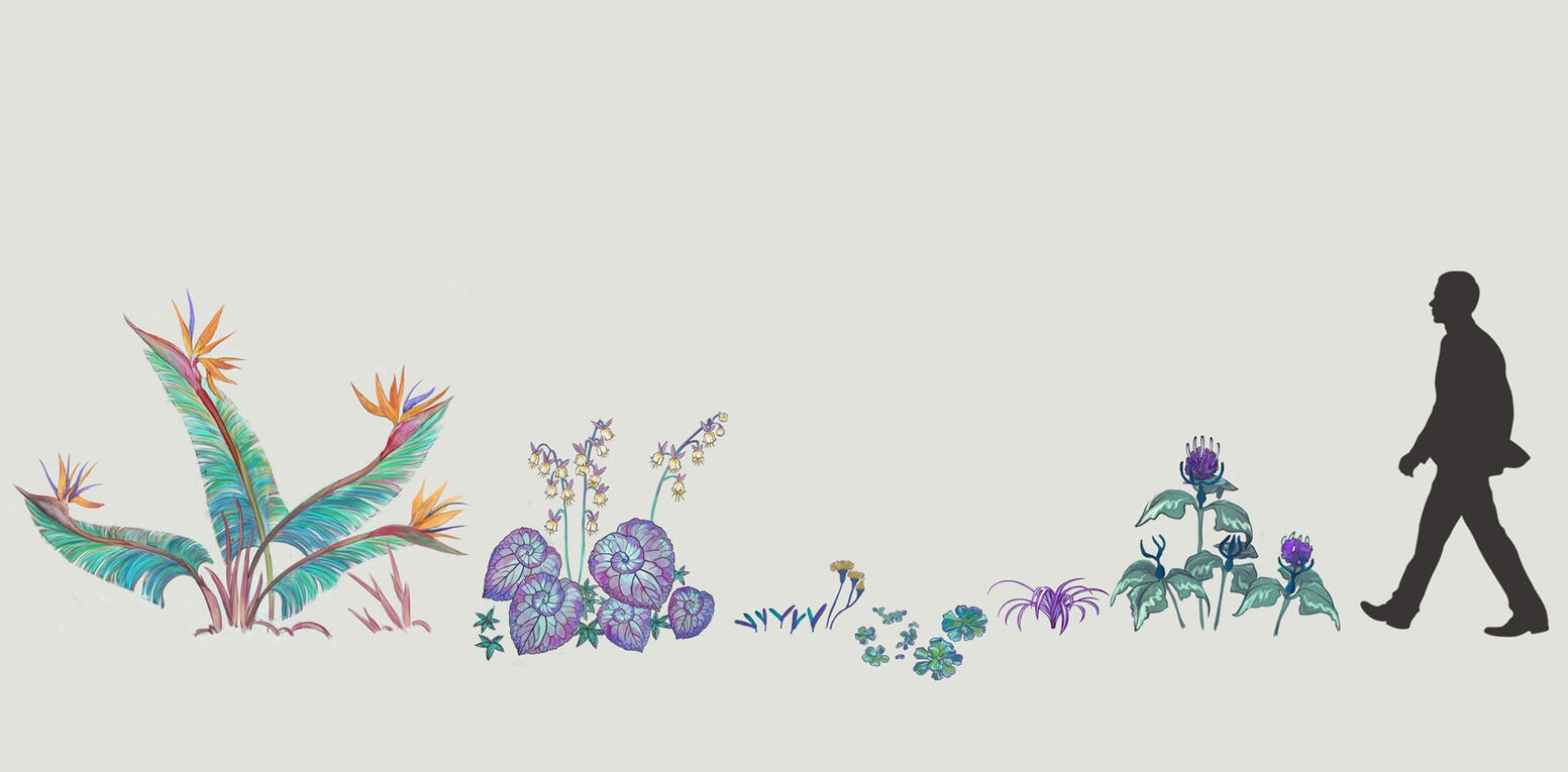 flora: planet Coral flora: planet Coral