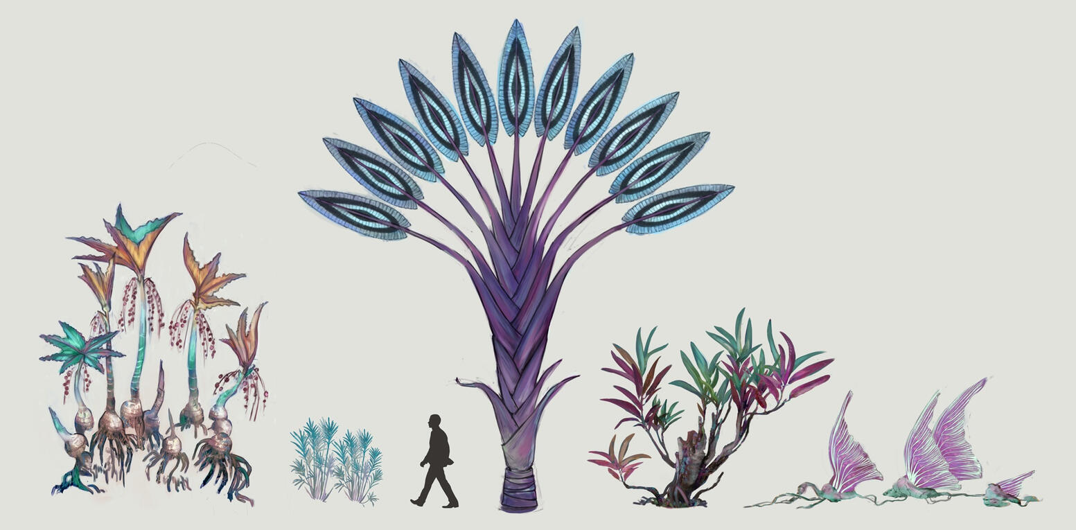 flora: planet Coral flora: planet Coral